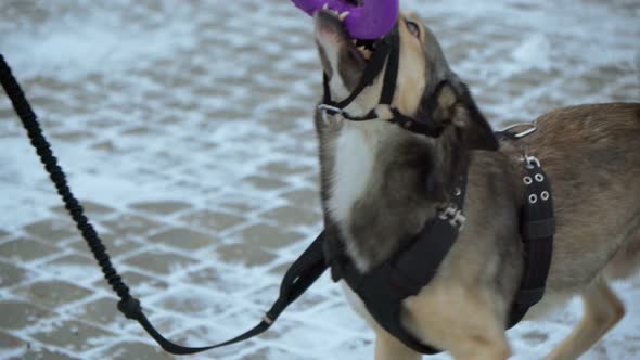 Woman with Dog in Winter Playing with Puller