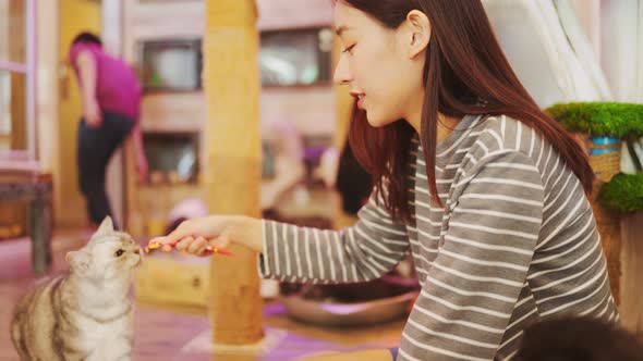 Happy cat playing with her owner at home.Attractive young woman feeding her cat  at cafe.