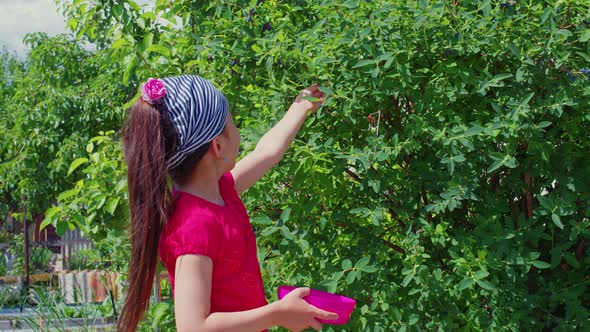 Little Girl is Picking Honeysuckle in Garden