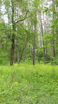 Vertical Video of Many Trees in the Forest