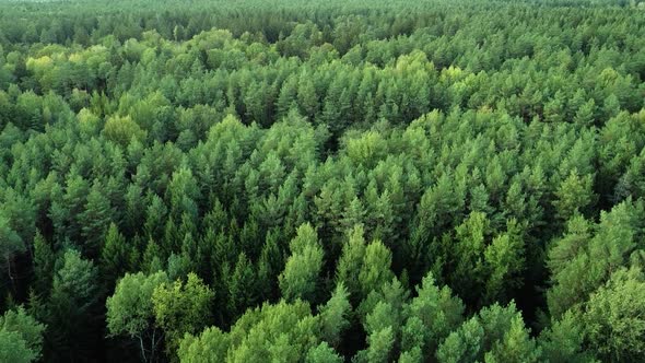Spectacular green conifer forest in Lithuania being blown by light wind. Aerial drone shot