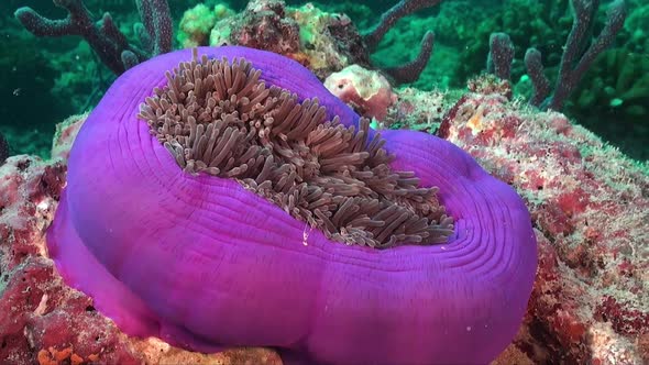 Pink skunk anemone fish (Amphiprion perideraion) in big closed purple sea anemone