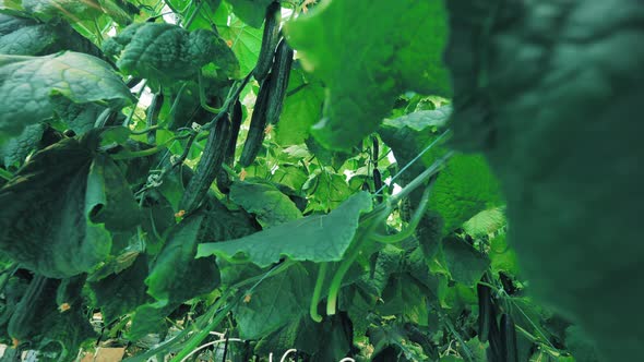 Mellow Cucumbers in the Green Foliage