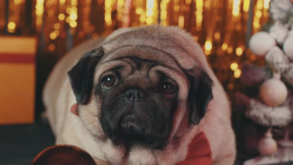 Relaxed Dog Lying Near Christmas Tree and Bauble in New Year's Atmosphere