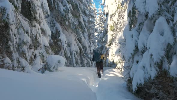 Male Hiker with Tourist Backpack Walking Through Dense Forest with Deep Snow on Cold Winter Day