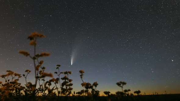 Comet Neowise C 2020 F3 In Night Starry Sky Above Flowering Buckwheat