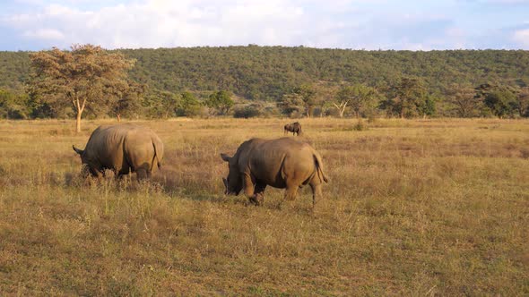 Two white rhinos eating grass 