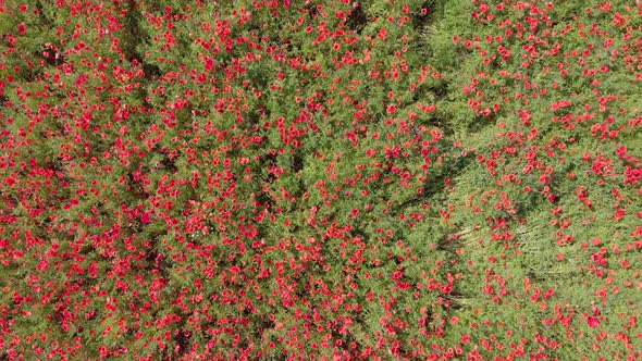 Red Field Poppy Flower