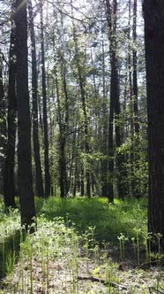 Vertical Video of Green Forest During the Day