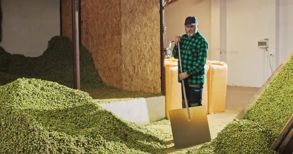A Farm Worker Pushes Dried Hops Into a Hopper in a Warehouse