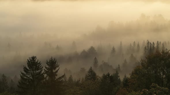 Aerial view of fog in the forest, Pupplinger Au, Germany