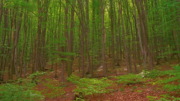 Panning right camera movement showing a green deciduous forest