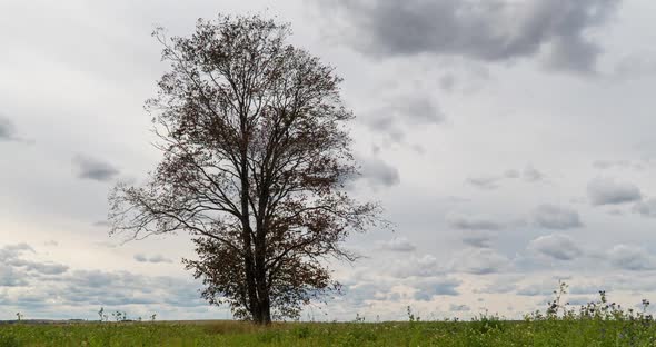 Hyperlapse Around a Lonely Tree in a Field During Sunset, Beautiful Time Lapse, Autumn Landscape