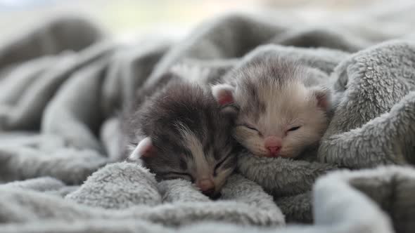 Two Newborn Kittens Sleeping Under Wool Blanket