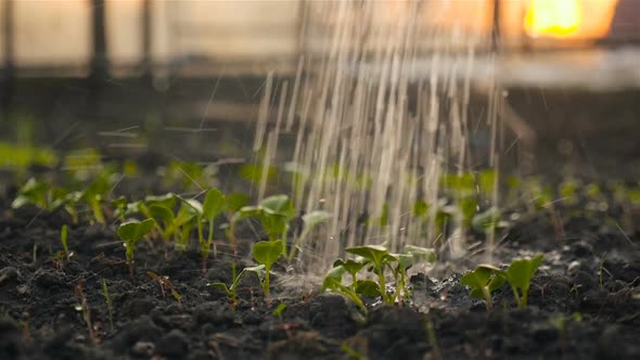 Watering Seedlings in the Greenhouse