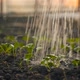 Watering Seedlings in the Greenhouse - VideoHive Item for Sale