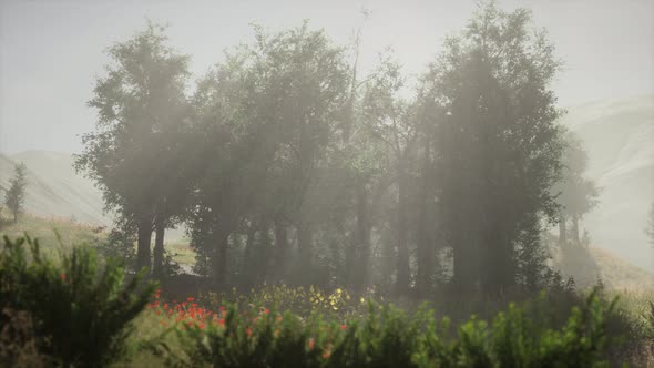 Sunbeams Entering Coniferous Stand on a Misty Summer Morning