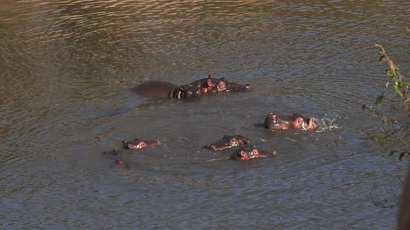 980438 Hippopotamus, hippopotamus amphibius, Group standing in River, Masai Mara park in Kenya, slow