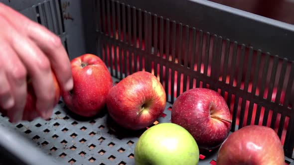 Sorting and separating wormed apples from harvest in a box by hand, Handheld close up reveal shot