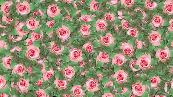 Rose Flowers Background