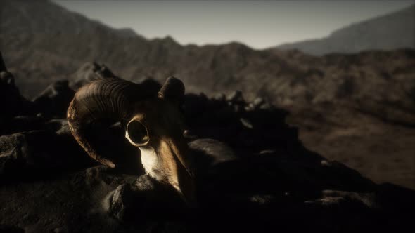 European Mouflon Ram Skull in Natural Conditions in Rocky Mountains