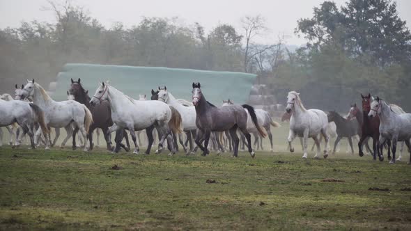 Lipizzaner horses running through the field in the morning