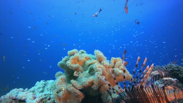 Tropical Lion-Fish laying on Soft-Coral