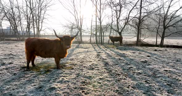 Red long horned Scott Highland cow in winter sunrise. Long shadows in meadow pasture.