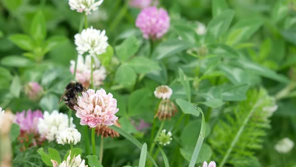 Bumblebee On A Beautiful Clover Flower.