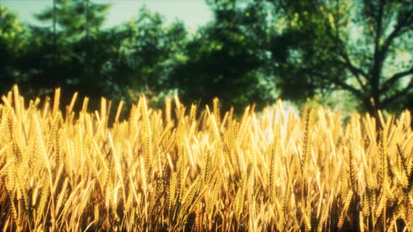 Scene of Sunset or Sunrise on the Field with Young Rye or Wheat in the Summer