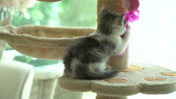 Cute Persian Cat Playing Toy On Cat Tower Slow Motion