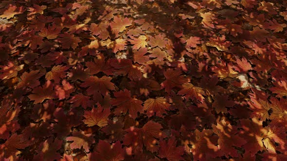 Maple Leaves Fall 03 4K / Videohive, Motion graphics, Backgrounds, Nature