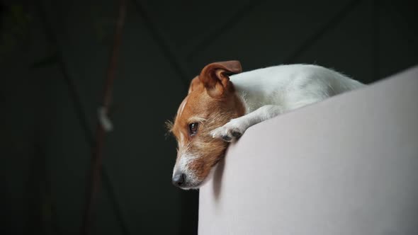 Dog Lying on Sofa and Looking at Window