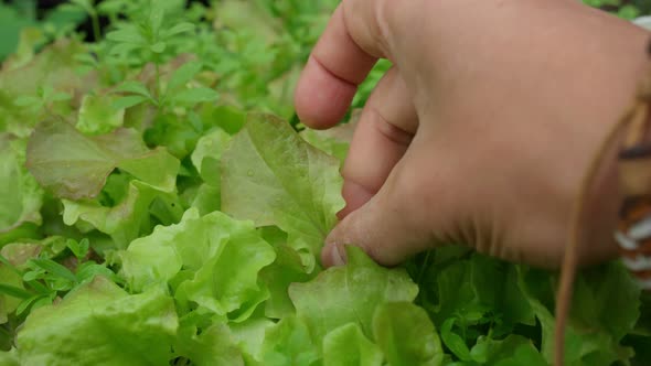 Man Hands Picking Green Lettuce in Vegetable Garden