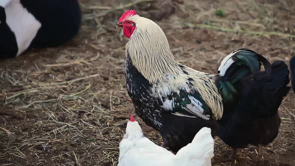 Male Fully Grown Cockerel Standing Tall and Observing Territory.