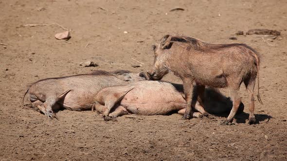 Warthogs Grooming Each Other