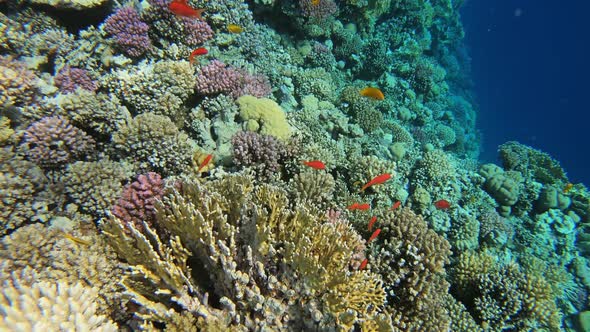 Many Red Small Fish Swim Among Corals in Red Sea