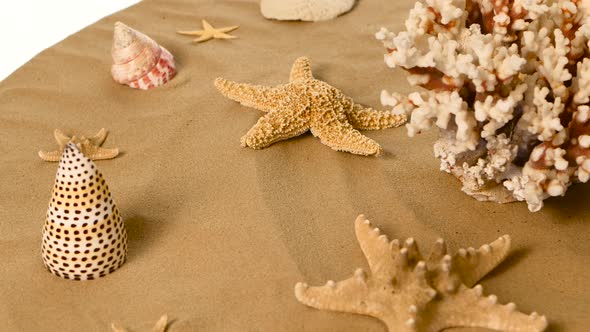 Starfish and Shells on Sand, White, Rotation