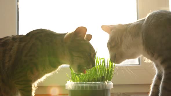 Two Cats Eat Feline Grass