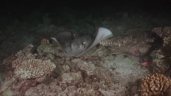 black blotched stingray swimming over coral reef at night.