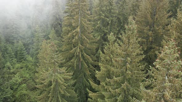 Ukraine, Carpathians: Forest Landscape. Aerial View. Flat, Gray