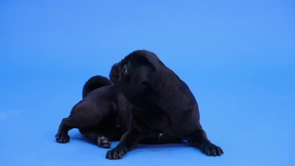 The Black Pug Lies Looks Away Barks Then Bows Its Head