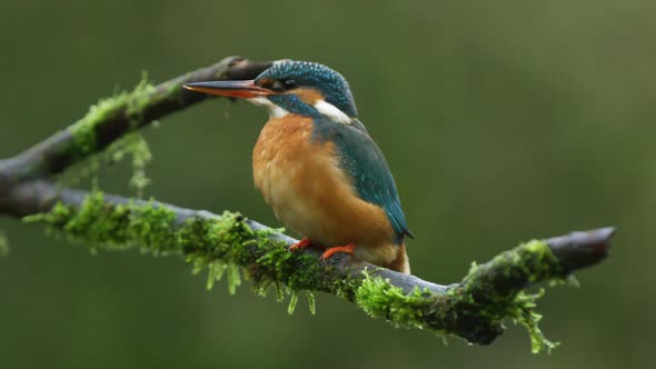 Kingfisher bird breathing deeply and shaking while perched on a tree branch. Close up view