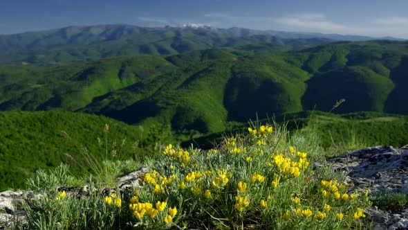 Yellow Flowers and a Great Mountain Landscape in the Spring, the Balkan Mountains, Bulgaria