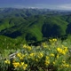 Yellow Flowers and a Great Mountain Landscape in the Spring, the Balkan Mountains, Bulgaria - VideoHive Item for Sale