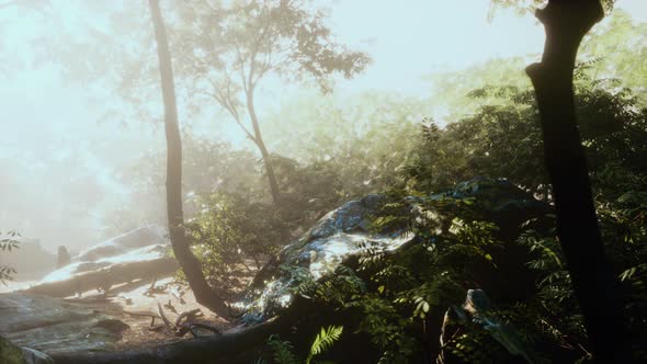 Hyperlapse of Tropic Rainforest Jungle with Fog and Sun Rays