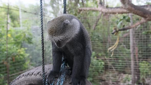 The Big Black Monkey Sitting on a Suspended Tires Inside Zoo Cage Zanzibar