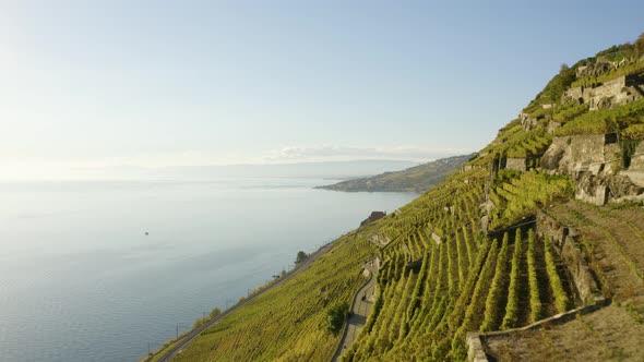Aerial shot starting low over Lavaux vineyard then climbing - SwitzerlandAutumn colors and sunset l