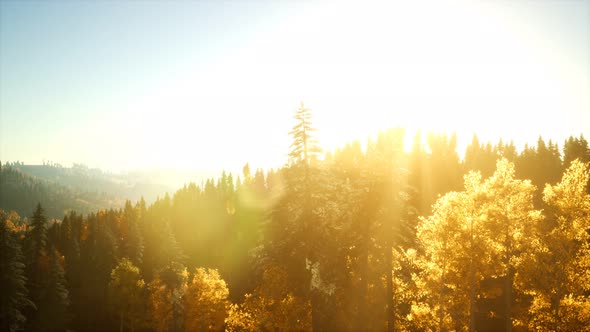 Aerial View of the Beautiful Autumn Forest at Sunset with Green Pine Trees