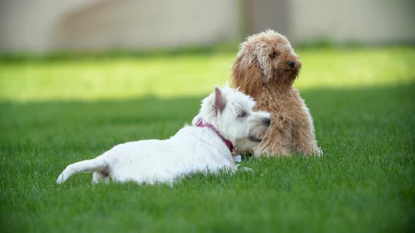 Two Dogs Plays at the Lawn